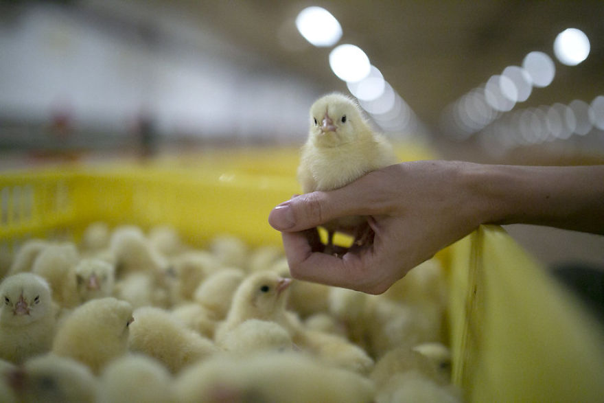 An Activist Holding A One-Day-Old Broiler Chicken