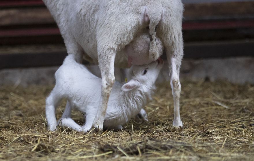 A Lamb Drinking Milk From Its Mother