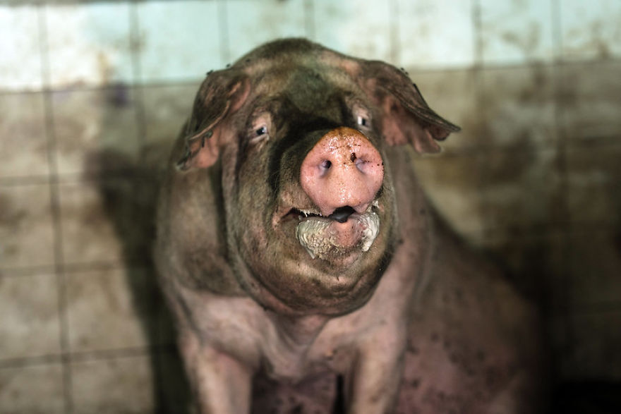 Dirty And Exhausted Pig On A Pig Farm In Poland