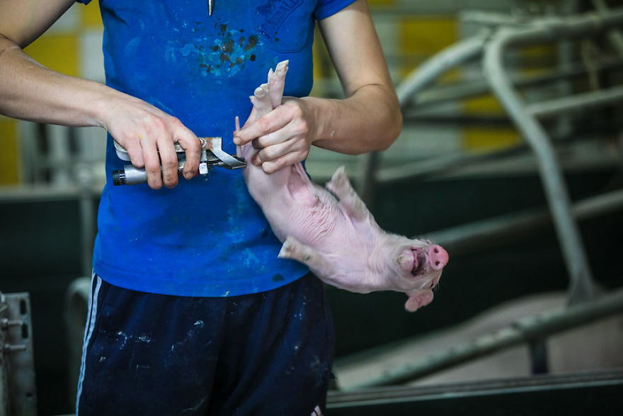 A Piglet Having Its Tail Cut Off Without Anesthesia