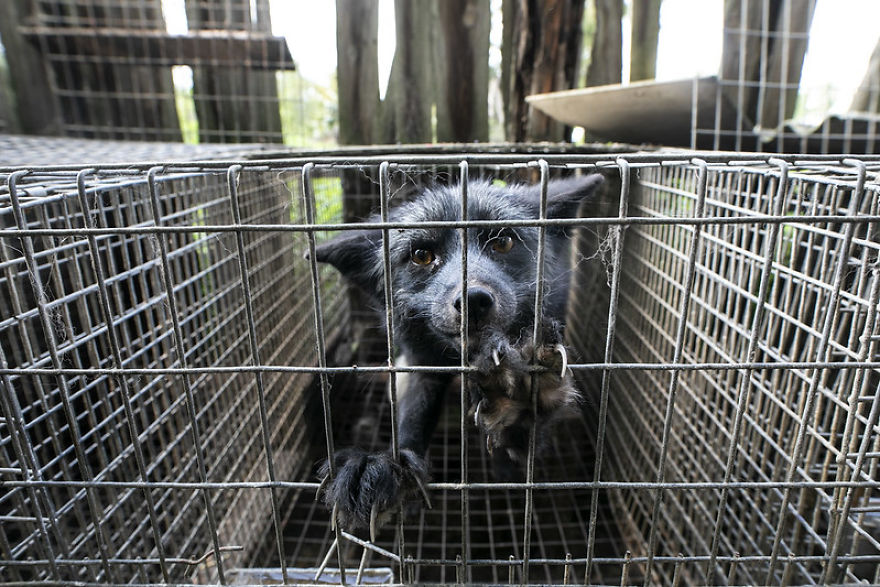 A Fox Making An Eye Contact During An Intervention On A Fur Farm