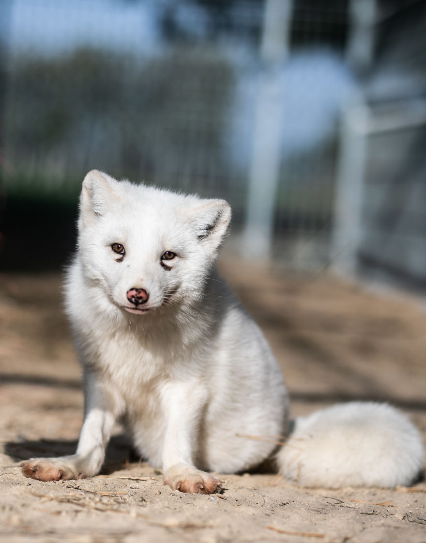 Fox Saved From A Fur Farm Celebrates Its First Christmas Out Of Tiny Cage
