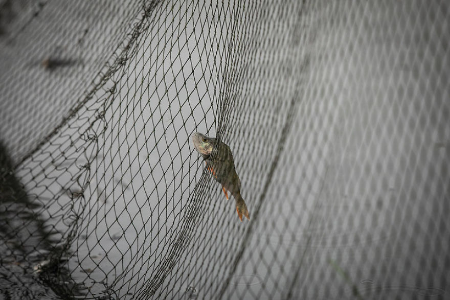 A Fish Caught In The Net
