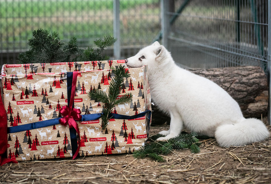 Fox Saved From A Fur Farm Celebrates Its First Christmas Out Of Tiny Cage