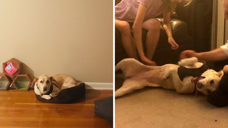I Fostered 6 Rescue Dogs And They All Live Happily Ever After