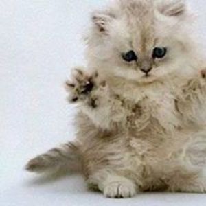 debrabarden173 avatar