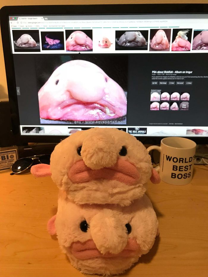 I’m A Marine Biology Student, And My Cousins Saw It Fit To Give Me Blobfish Slippers For Christmas. I Thought You All Deserved To Know About Them