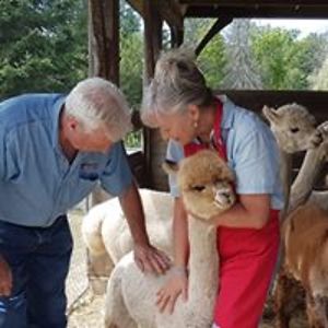 silentvalleyalpaca avatar