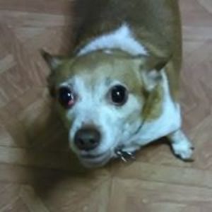 dorothytellez avatar