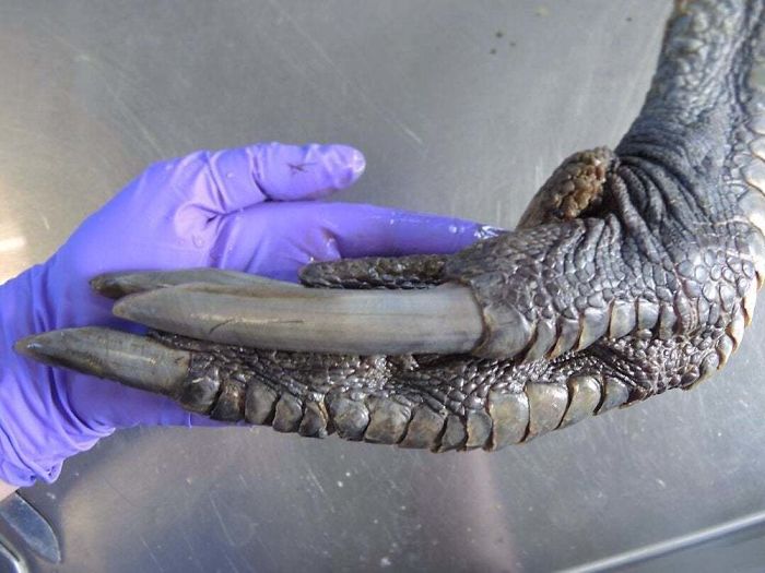The Claw Of A Male Southern Cassowary