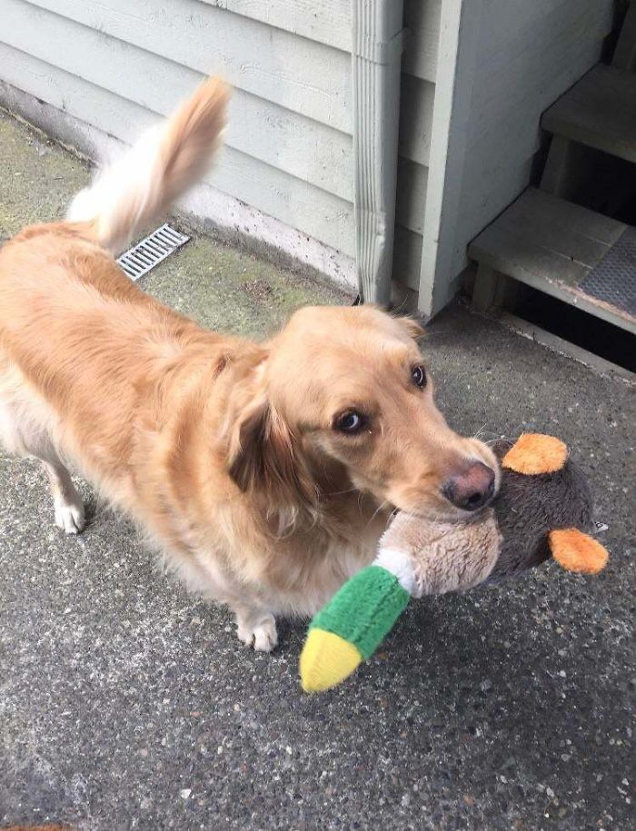 This Is Jasper. He Is My Neighbor’s Dog. I Can’t Leave The House Much Due To Health Issues, So Anytime He Sees Me He Runs Back Inside His House To Bring Me Back Out One Of His Favorite Toys. Today Was His Duck. His Record Is 3 Toys And A Stick, All At Once. What A Champ. Be Like Jasper