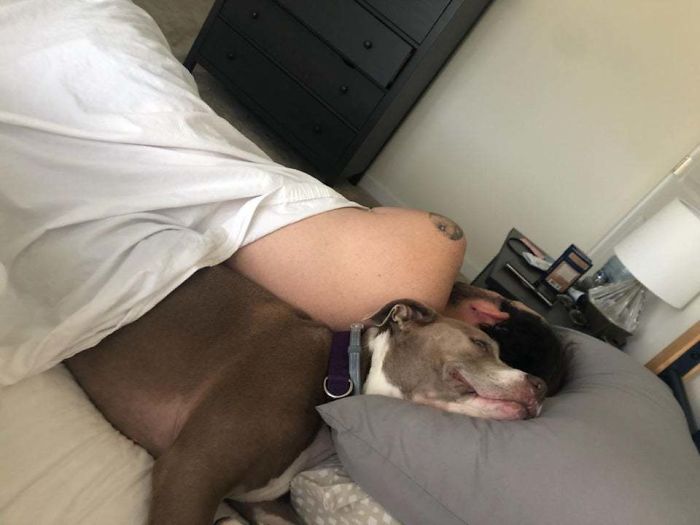 Just Learned From My Girlfriend That This Is How My Dog Sleeps With Me Every Night...