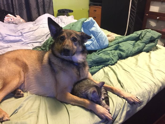 My Dog Wondering What To Do With The New Kitty Who Suddenly Loved Him
