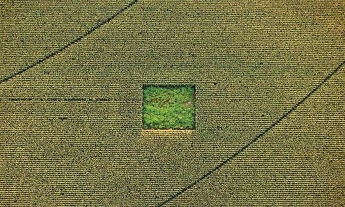 Cannabis Field In The Middle Of A Cornfield