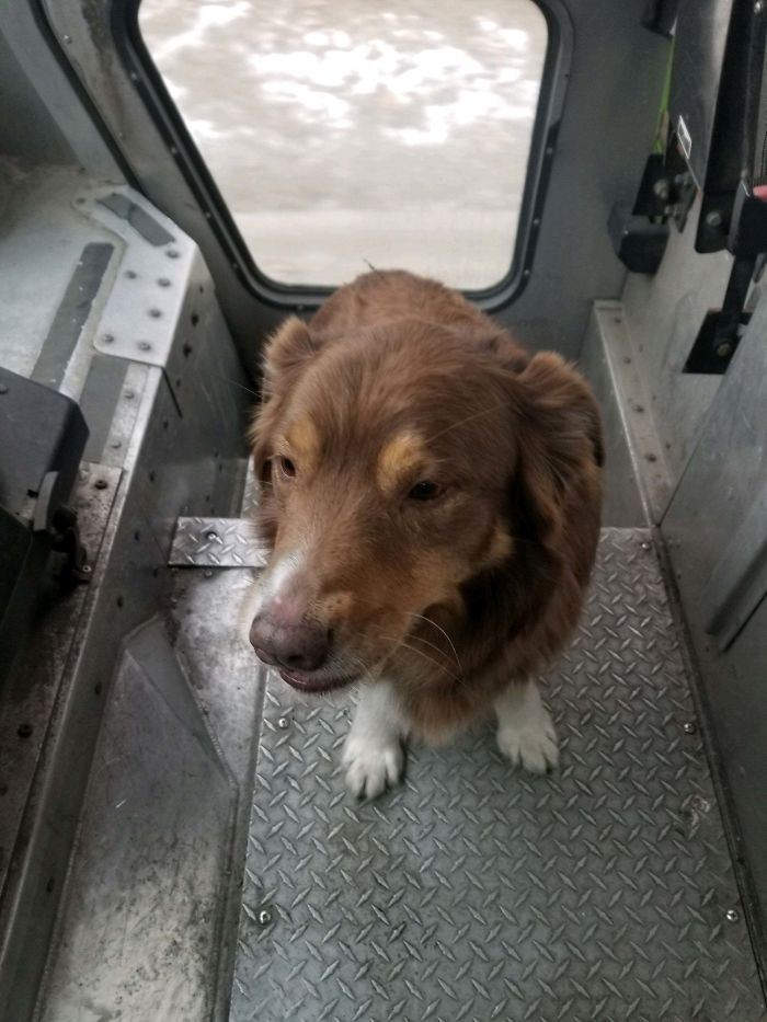 My Husband Is A FedEx Driver. He Found A Lost Dog Today And Picked Him Up In His Truck. He Rode With Him Until He Was Safely Returned To His Owner.