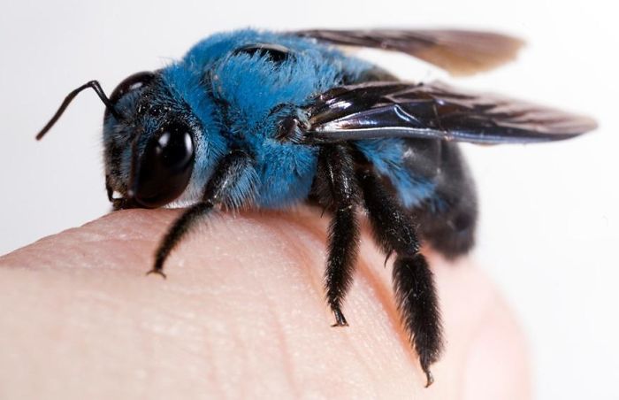 Blue Bees Exist (Blue Carpenter Bee)