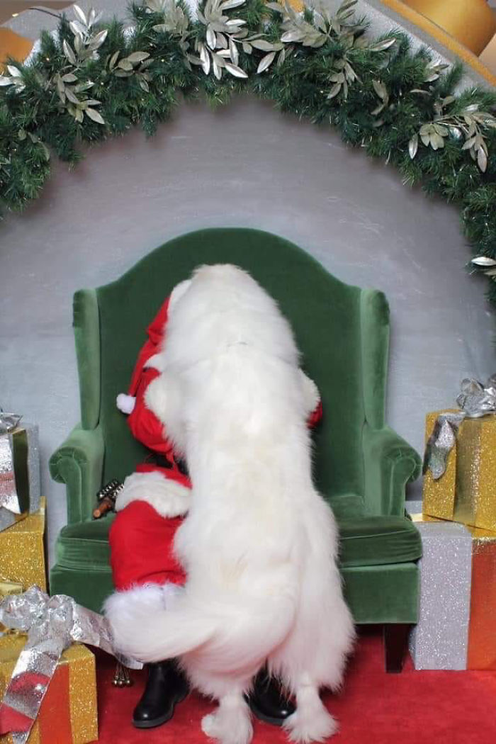 I Took My Dog To Take A Christmas Picture With Santa And She Ate Him