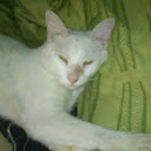 juangabrielmura avatar