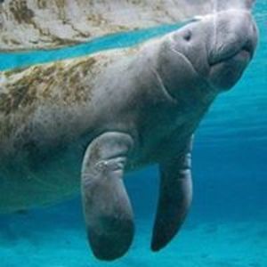 colonial_prop03 avatar