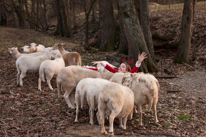 Cuando sale mal la foto navideña con ovejas
