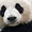 panda_19 avatar