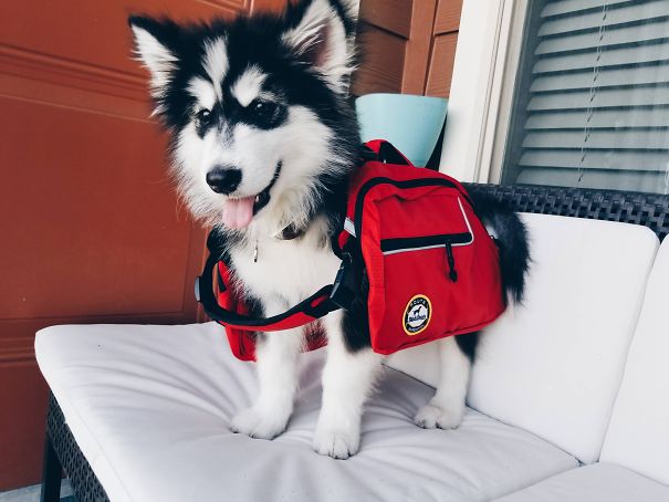 I Bought My Malamute Puppy A Hiking Pack, It Doesn't Quite Fit Him Yet