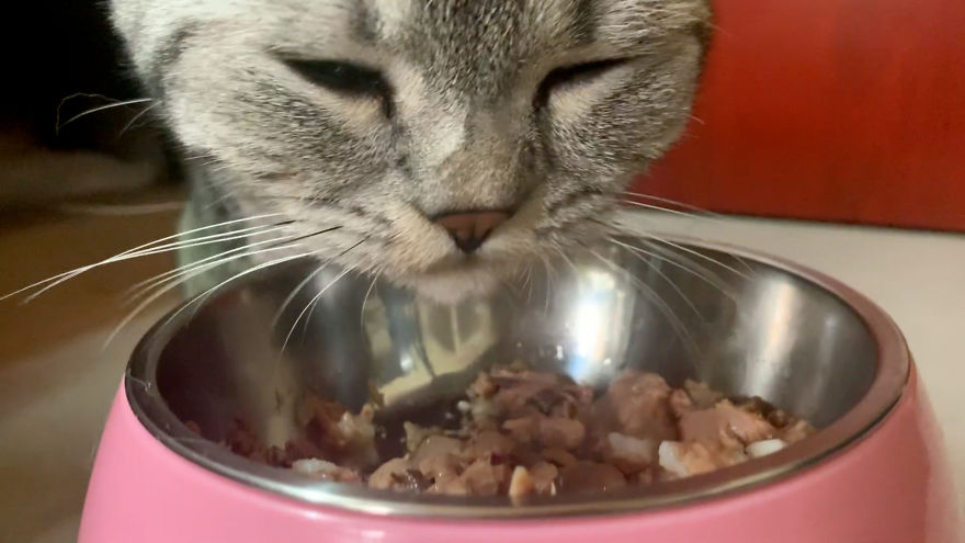 Cats Asmr ! Lovely Sound For Cats Lover Cats Asmr ! Lovely Sound For Cats Lover