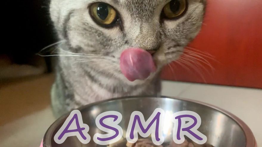 Cats Asmr ! Lovely Sound For Cats Lover Cats Asmr ! Lovely Sound For Cats Lover