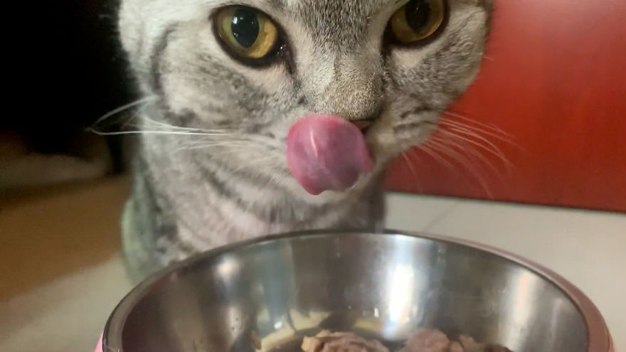 Cats Asmr ! Lovely Sound For Cats Lover Cats Asmr ! Lovely Sound For Cats Lover