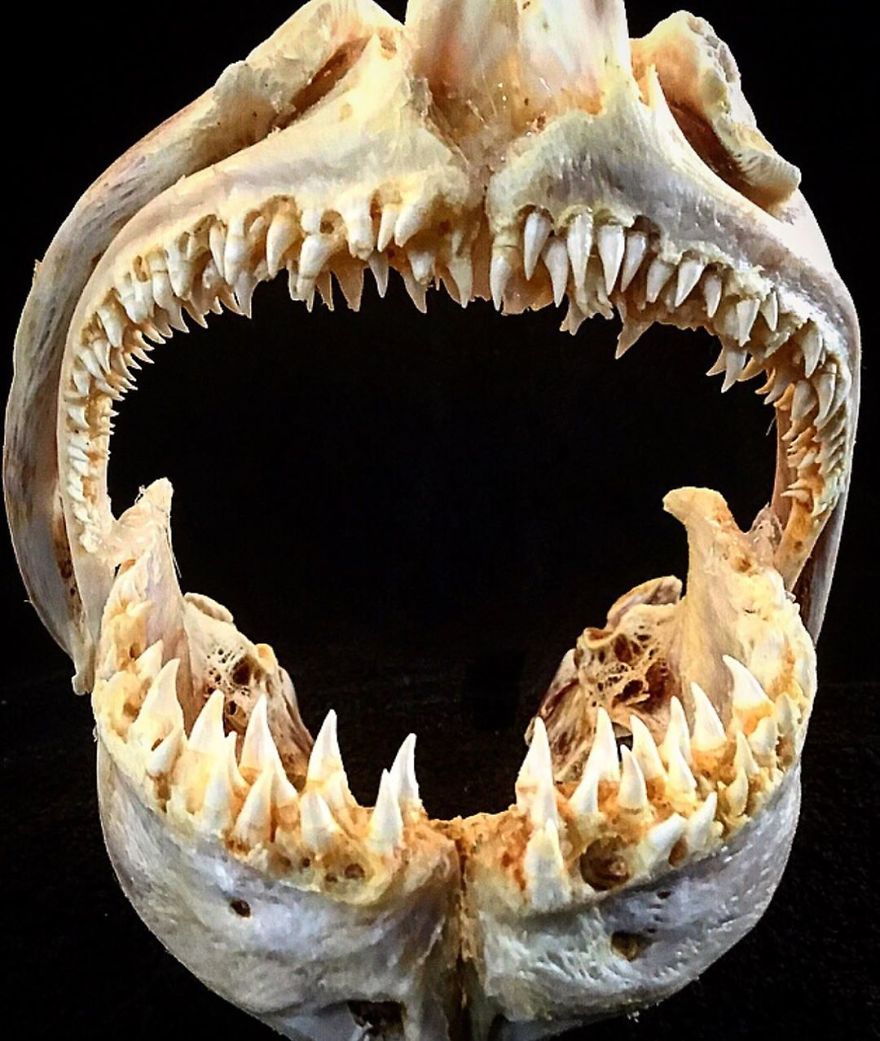 The Jaws Of A Huge Halibut That Weighed Over 200 Kg (440 Lbs)