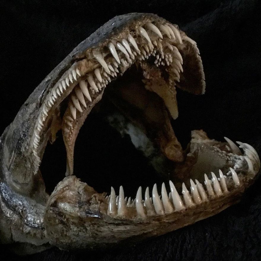 The Teeth-Filled Jaws Of The Bowfin Fish (Amia Calva)