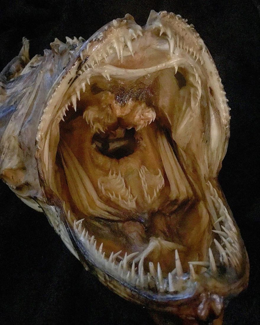The Frightening Mouth Of A Huge Mummified Monkfish