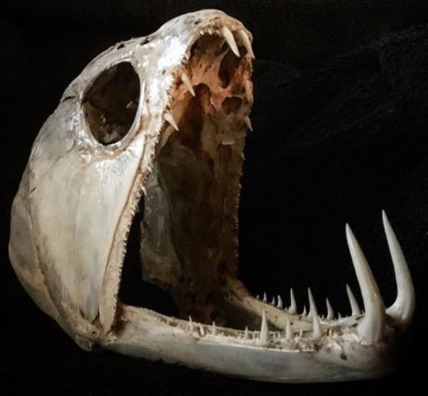 A Payara (Vampire Fish) Skull, The Long Teeth Are Over 2” (5 Cm) Long
