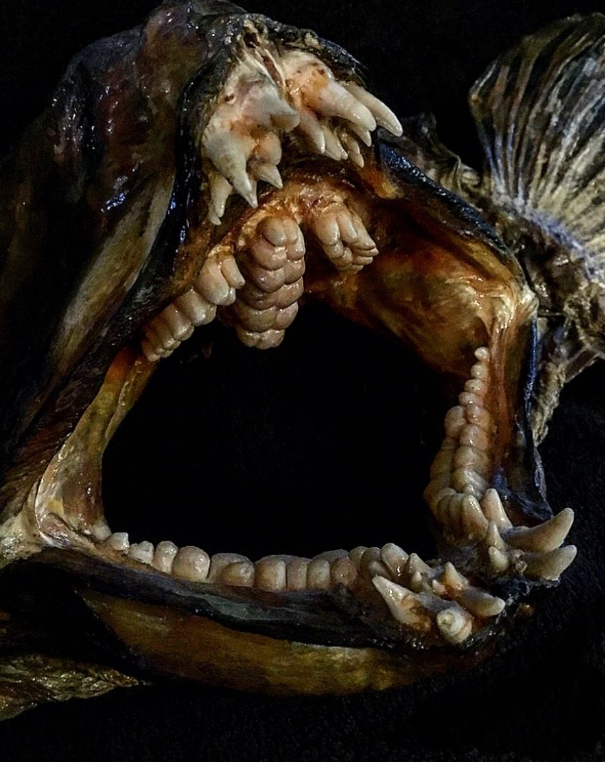 The Weird And Wonderful Teeth Of A Wolf-Fish