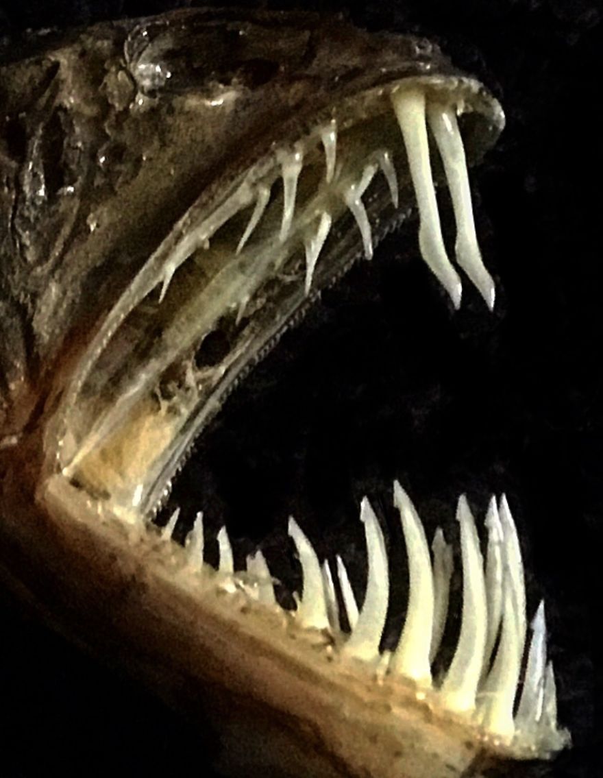 Deep-Sea Sabretooth Fish
