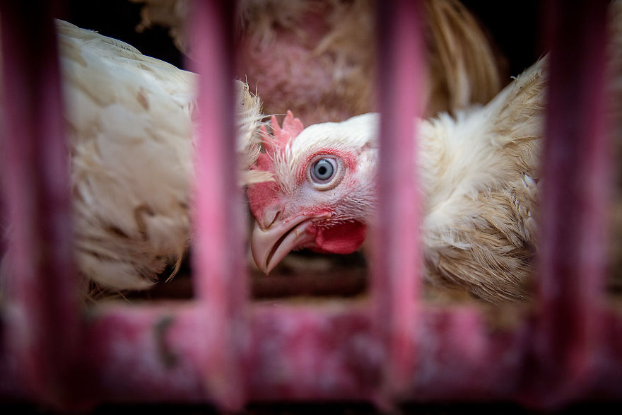 A Chicken Transported To Slaughter