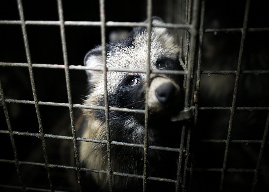 A Raccoon Dog, Fur Farm In Poland
