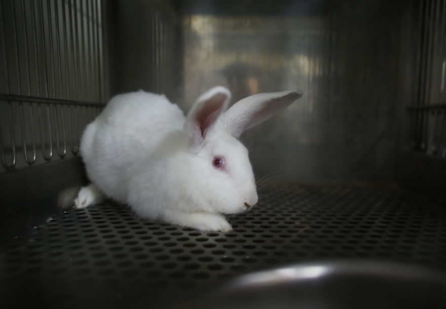 Laboratory Rabbit