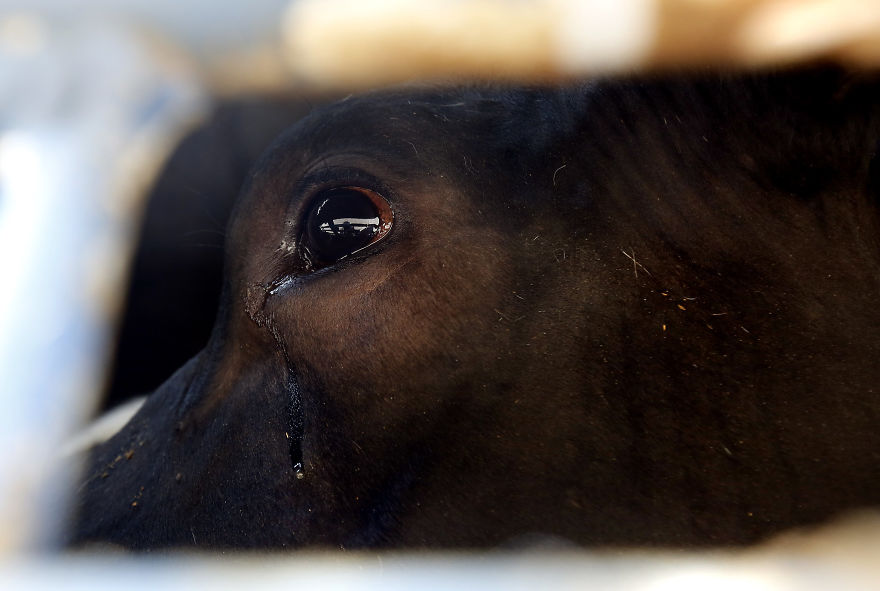 A Crying Cow On The Way To Slaughterhouse