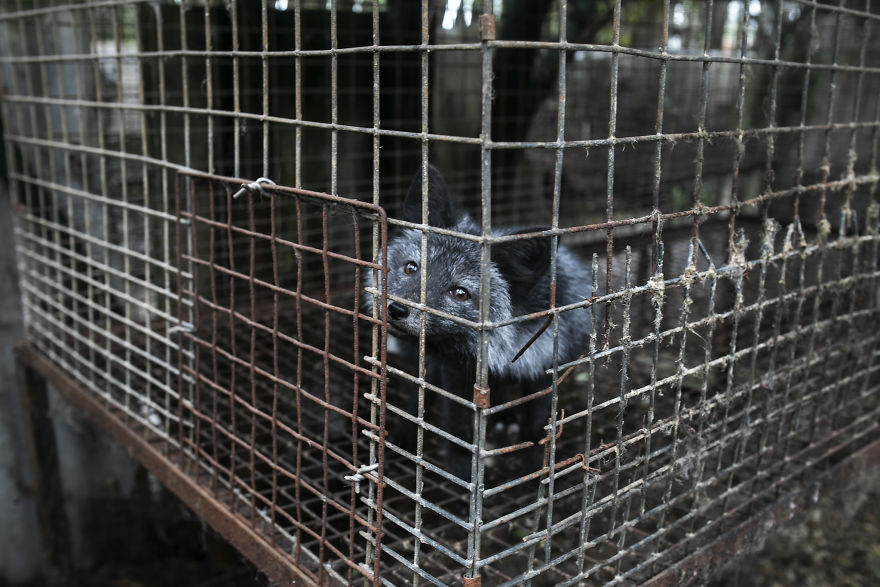 A Curious Fox On A Fur Farm, Looking At Activists