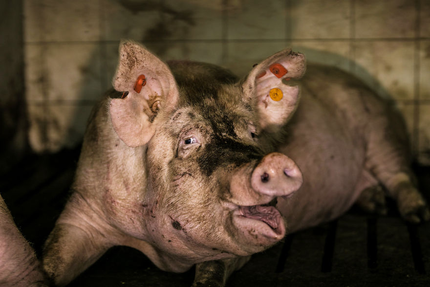 A Dirty, Scared Pig, Pig Factory Farm