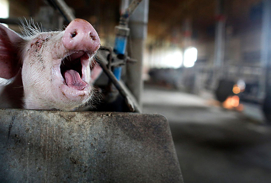 A Piglet Screaming In Pain, Pig Farm