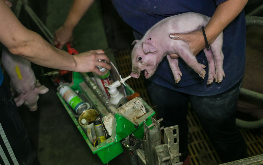 A Terrified Piglet Before Castration, Pig Farm