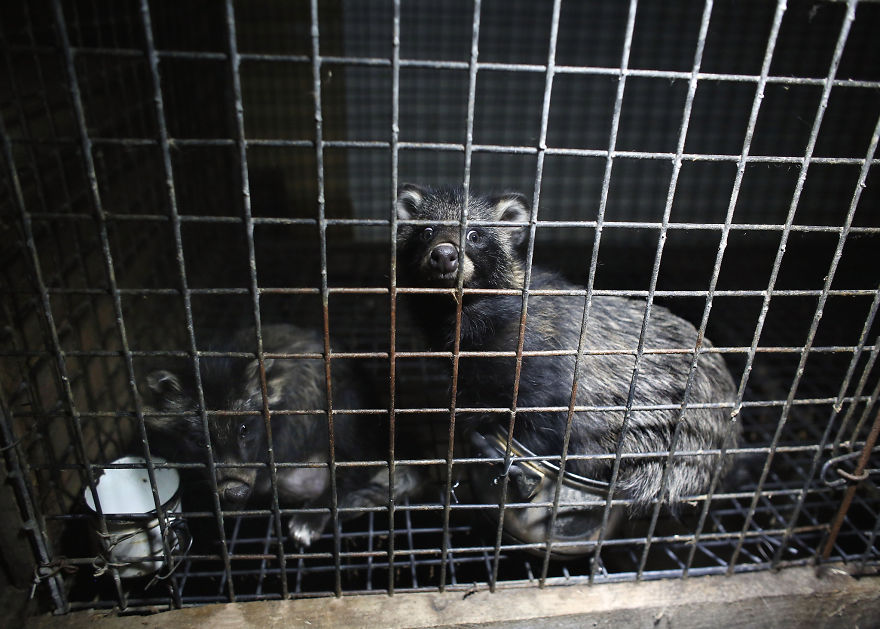 A Terrified Raccoon Dog, Fur Farm In Poland