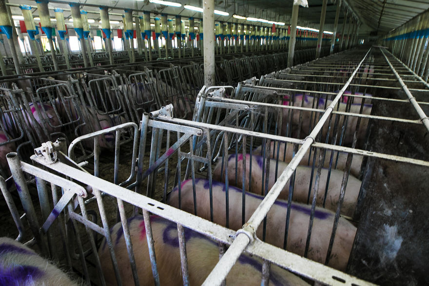Awful Conditions Sows Must Live In Factory Farms