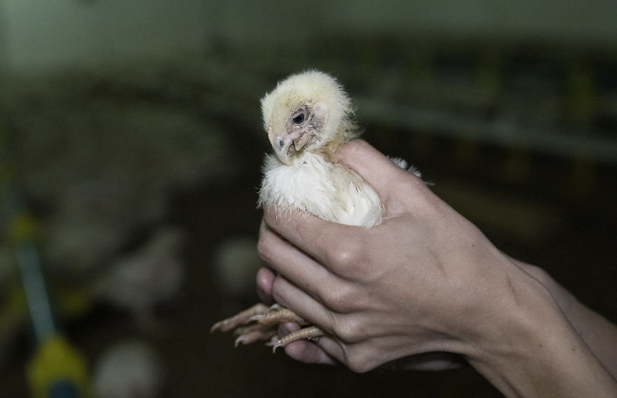 Broiler Chicken With An Injured Beak, Ukraine