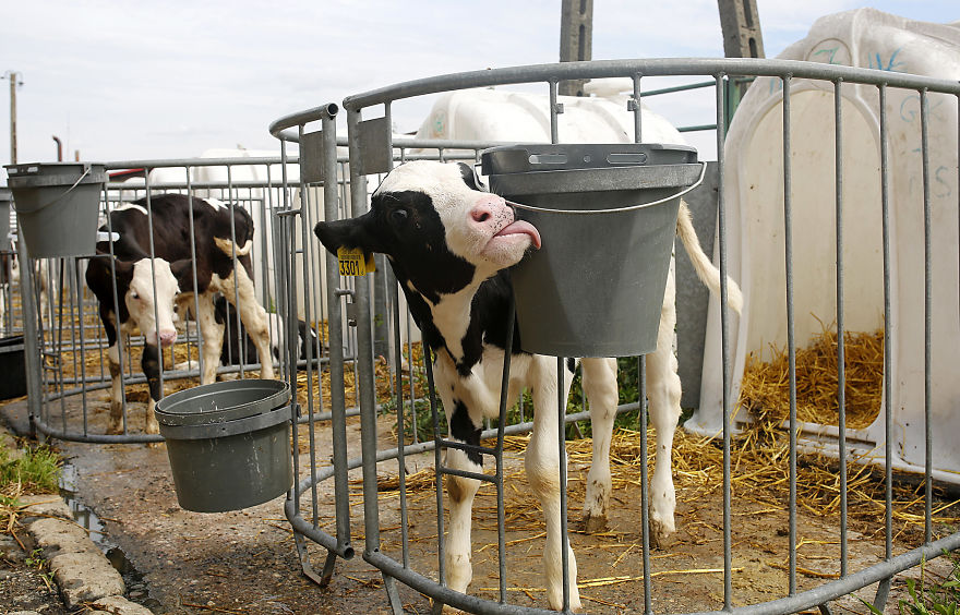 Calves Separated From Their Mothers And Each Other, Dairy Farm