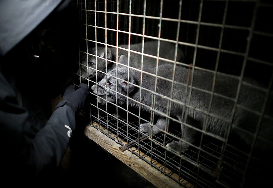 Foxes Interacting With Activists, Fur Farm