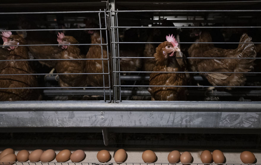 Laying Hens In Cage System
