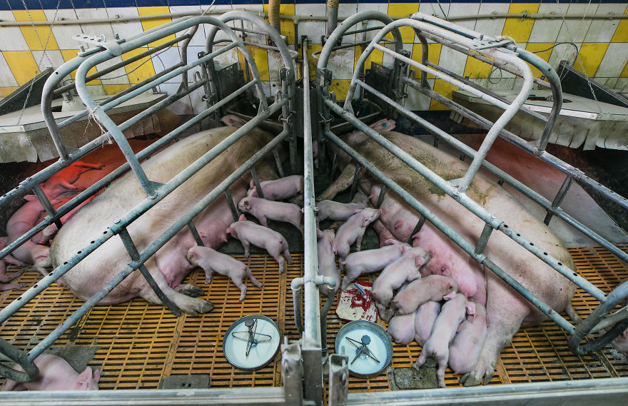 Motherhood In Factory Farms, Pig Farm